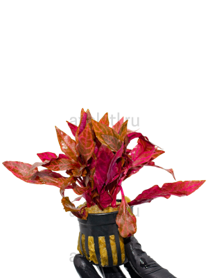 Альтернантера Розанервиг (Alternanthera reineckii Rosanervig) в горшочке